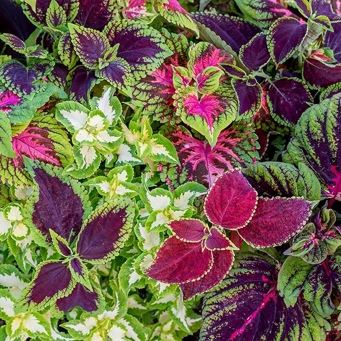 Burpee Coleus Seeds, Rainbow Mixed Colors - Vibrant Foliage for Shade Gardens