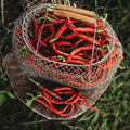 Tatli Kil Sivri (Sweet Sivri) Turkish Pepper - 25 Seeds - Heirloom & Open-Pollinated Variety, USA-Grown, Non-GMO Vegetable Seeds for Planting Outdoors in The Home Garden, Thresh Seed Company