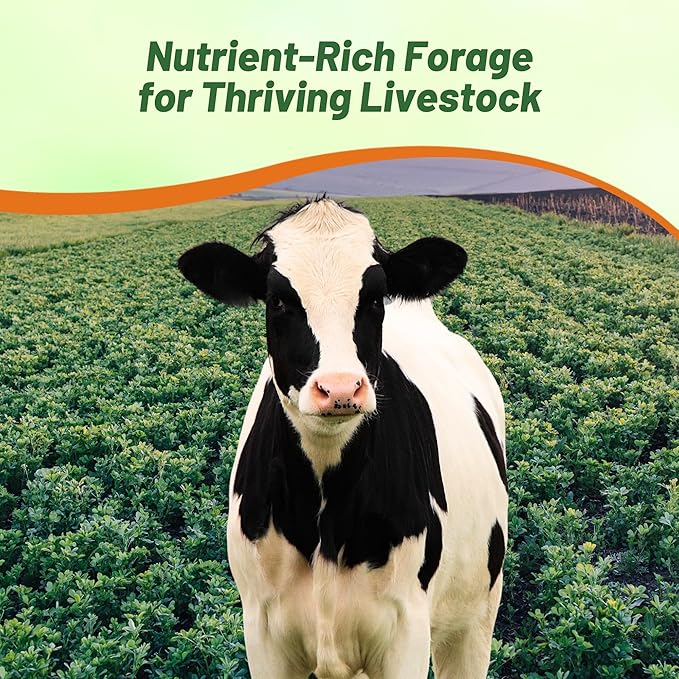 Outsidepride Perennial Alfalfa Seeds for Planting - 40 lbs High Yield, Nitrocoated, Inoculated Winter Hardy Forage Legume Seeds for Growing Lush Green Grass Lawns, Pastures, & Hay for Livestock