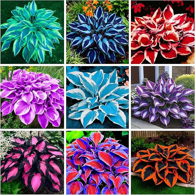 390+ Rare Hosta Seeds for Planting Perennial Heart-Shaped Hosta Bare Roots - Rich Foliage, Heart Shaped Leaves, Outdoor Garden Attract Pollinators Bonsai Decoration