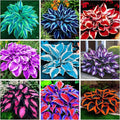 390+ Rare Hosta Seeds for Planting Perennial Heart-Shaped Hosta Bare Roots - Rich Foliage, Heart Shaped Leaves, Outdoor Garden Attract Pollinators Bonsai Decoration