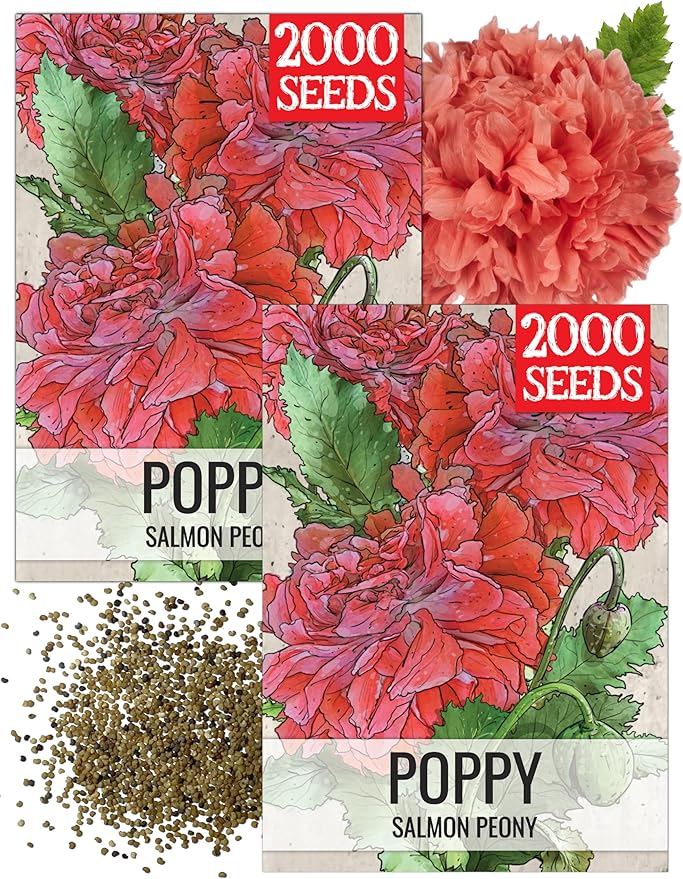 Seed Needs Salmon Peony Poppy Seeds for Planting Poppies - Heirloom & Open Pollinated Flowers to Attract Butterflies & Pollinators to a Butterfly Garden (2 Packs)