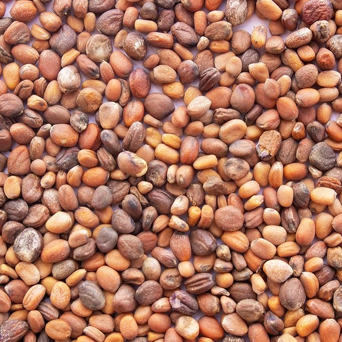 Colorful Radish Microgreens Seeds Mix - 1 Lb ~2675 Seeds - Colorful Blend of Radish Microgreens Including Green, Red Stem and Purple Microgreen - Grow Micro Greens