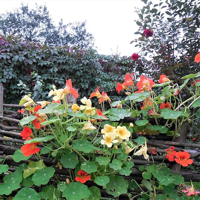 Eden Brothers Nasturtium Seeds (Tall) - Mixed Colors Non-GMO Seeds for Planting, 1/4 Pound | Low-Maintenance Flower Seeds, Plant During Spring Season, Zones 1, 10, 2, 3, 4, 5, 6, 7, 8, 9