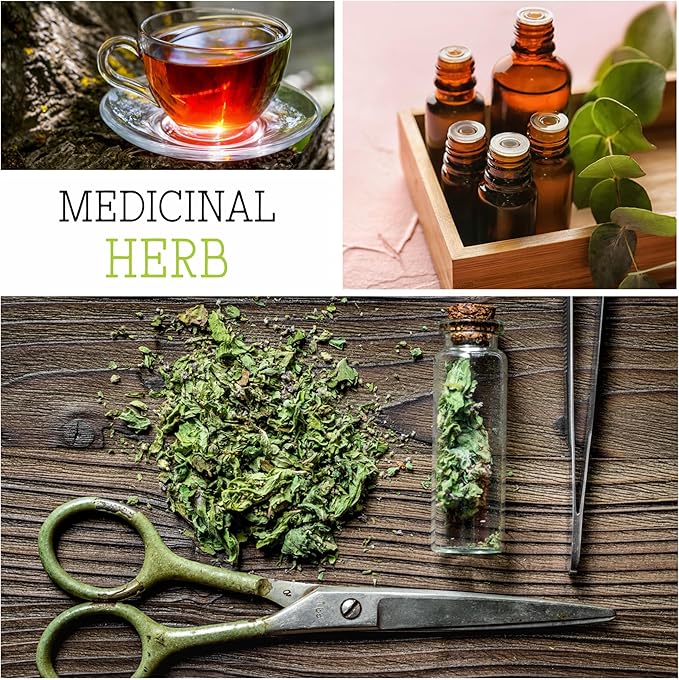 Seed Needs, German Chamomile Seeds - 500 Heirloom Seeds for Planting Matricaria recutita - Medicinal Herb for Indoor/Outdoor Gardens, Non-GMO & Untreated (2 Packs)