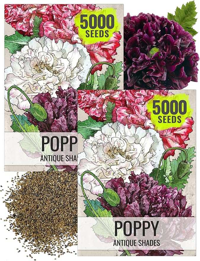 Seed Needs, Antique Shades Peony Poppy Seeds - 5,000 Heirloom Seeds for Planting Papaver paeoniflorum - Attracts Butterflies & Other Pollinators (2 Packs)