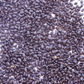 Basil Microgreens Seed Mix - 1 Oz ~17,000 Seeds - Ultimate Blend of Green and Purple Basil Varieties with A Splash of Color for Micro Greens