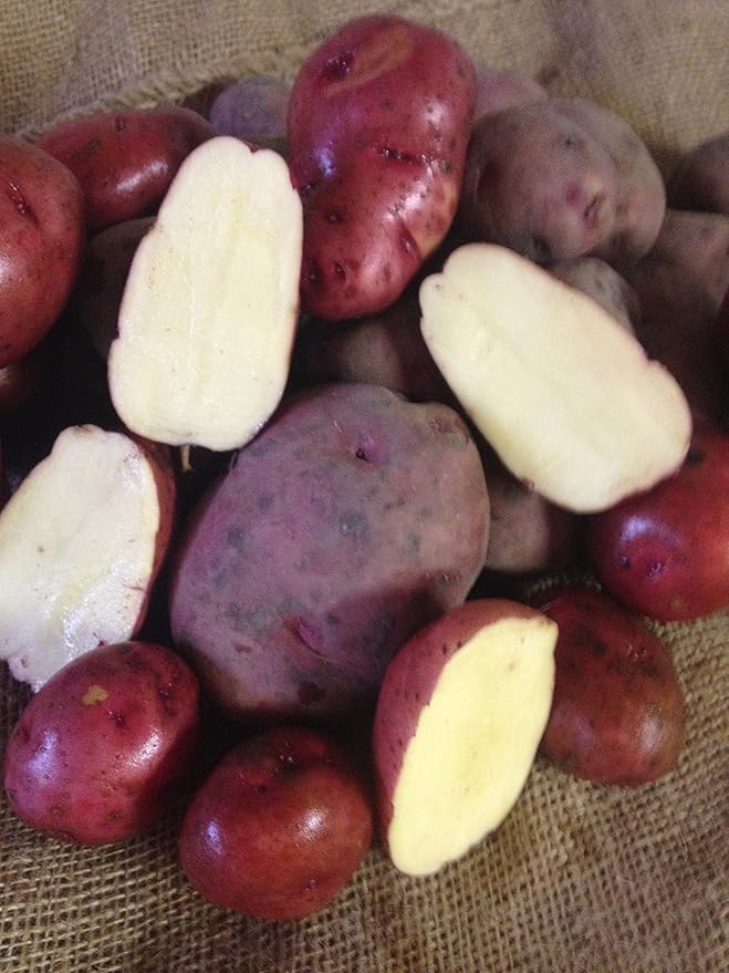 Seed Potato, Red Lasoda, (5 Lbs.), Certified Minnesota Grown Red Lasoda