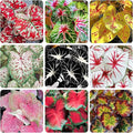 200Pcs Mix Caladium Seeds for Planting for Planting-Non-GMO Heirloom Plant Seeds Garden Outdoor
