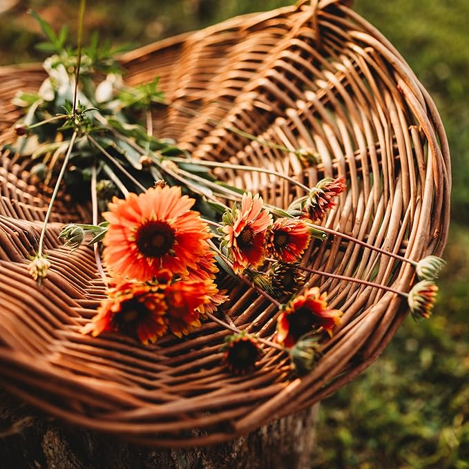 Blanket Flower Perennial Wildflower - 100 Seeds - Drought Tolerant Wildflower, Pollinator-Friendly, Perennial Flower Seeds for Planting Outdoors in The Home Garden, Thresh Seed Company