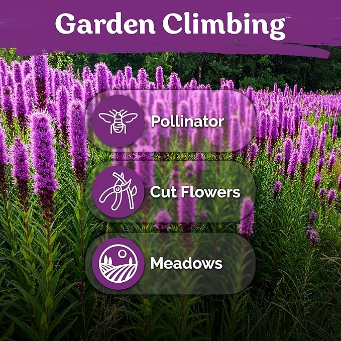 KVITER 600 Marsh Blazing Star Seeds for Planting (Liatris Spicata) – Gayfeather Dense Meadow Blazing Star Seed Packet – Heirloom Seed, Perennial Wildflower Seeds Bulk for Garden, Containers, Outdoors