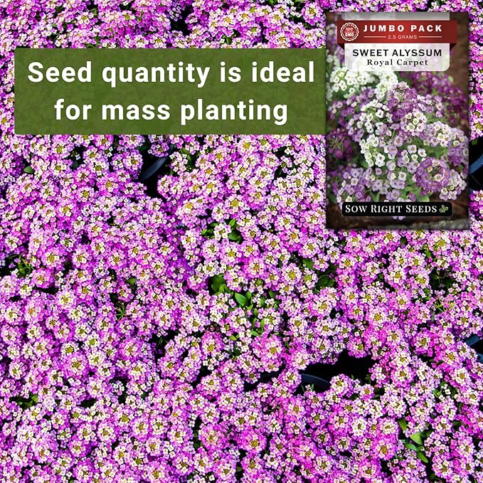 Sow Right Seeds - Bulk Alyssum Seeds for Planting - 2.5 Grams, 6200 Seeds - Non-GMO Heirloom Jumbo Pack with Instructions to Plant a Home Flower Garden - Grow Loads of Beautiful Bed Filling Flowers