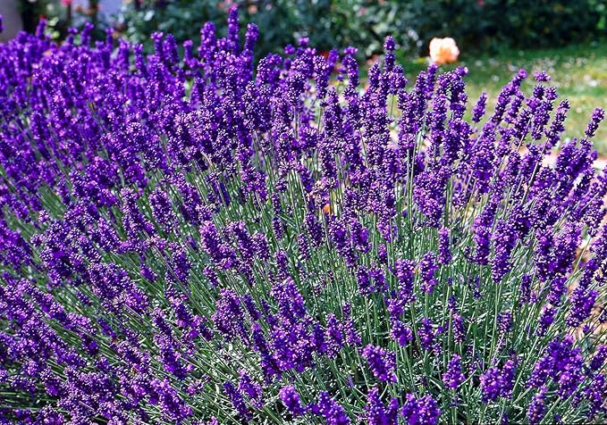 RAISE ME UP: Seeds English Lavender Lavandula Non GMO Heirloom