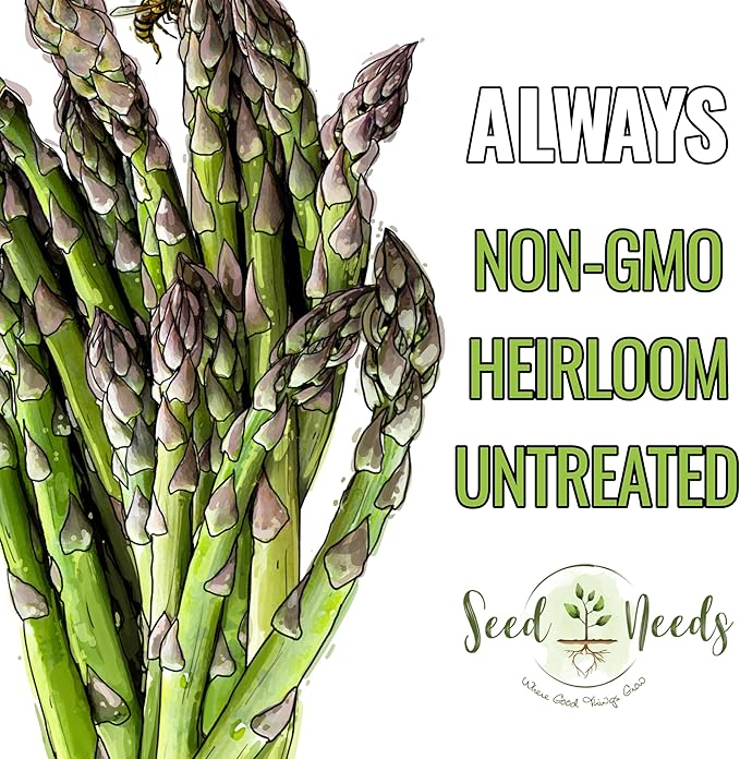 Seed Needs Asparagus Seeds for Planting Mary Washington Asparagus - Non-GMO Heirloom & Untreated Perennial Veggie Seed to Plant an Outdoor Home Grown Garden (5 Packs)