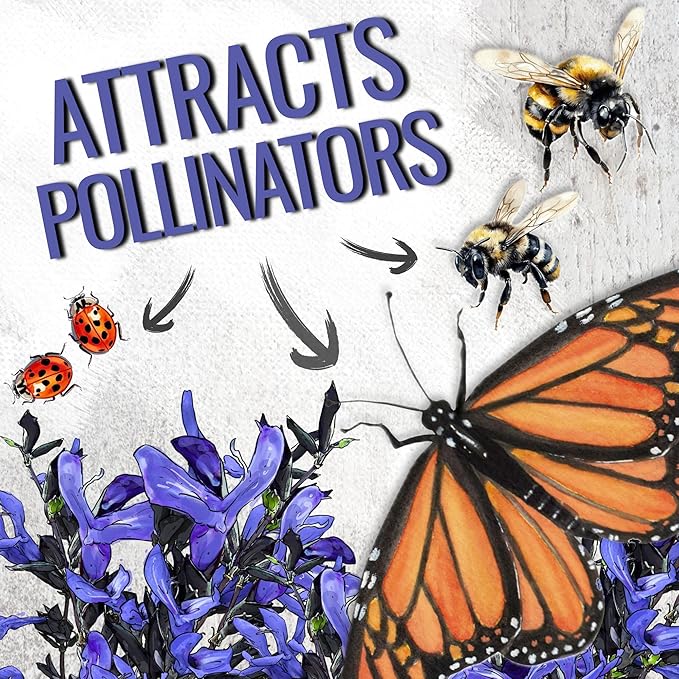 Seed Needs Sapphire Blue Sage Seeds for Planting - Heirloom & Open Pollinated Salvia - Grow a Butterfly Garden with Perennial Flowering Plants (5 Packs)