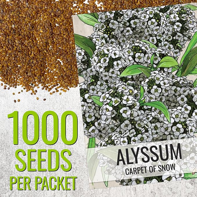 Seed Needs Carpet of Snow Alyssum Seeds for Planting - Heirloom & Untreated - Tender Perennial Flowers to Attract Pollinators to Rock Gardens, Pots, Containers & Window Boxes (5 Packs)