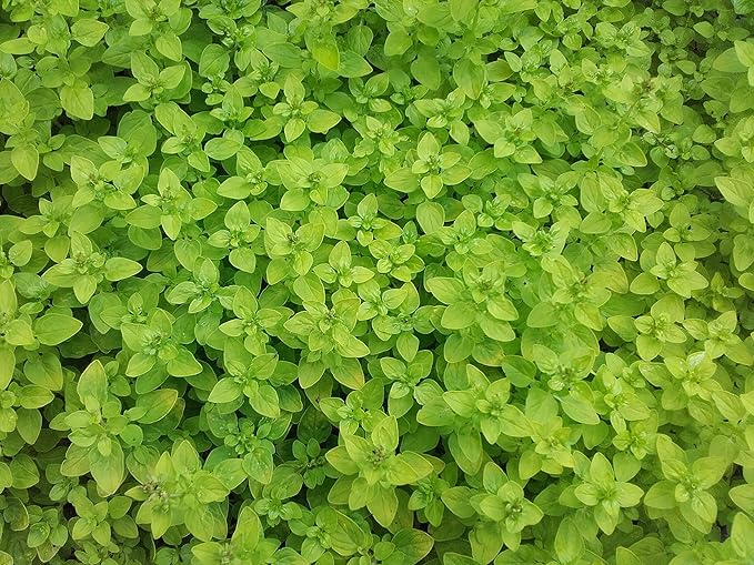 TKE Farms & Gardens - Marjoram Seeds for Planting, 500 Mg, 2000 Heirloom Seeds, Non-GMO, Packet Includes Instructions for Growing, Origanum majorana, Qty 1