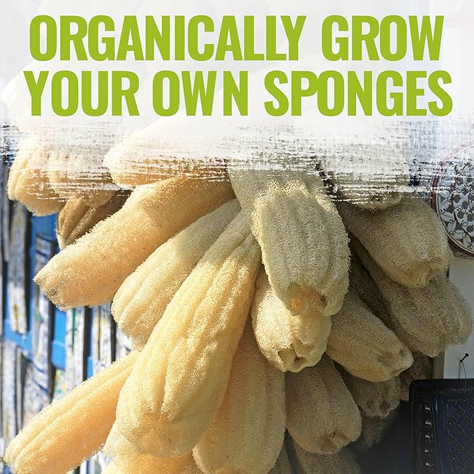 Seed Needs Luffa Seeds for Planting Loofah Sponge Gourds - Non-GMO Heirloom & Untreated Veggie Seed to Plant a Home Grown Outdoor Vegetable Garden (5 Packs)