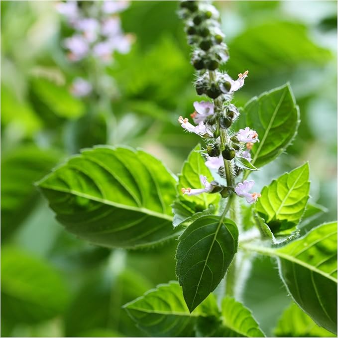 Seed Needs Holy Basil Tulsi Seeds for Planting - Non-GMO Heirloom & Untreated Medicinal Herbal Plants to Grow Indoors or Outdoors - Sacred Hindu Herbs (2 Packs)