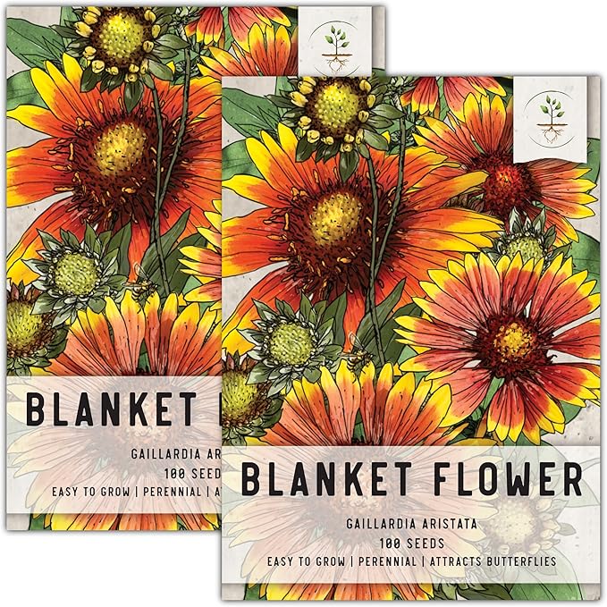 Seed Needs Blanket Flower Seeds for Planting - Heirloom & Open Pollinated Perennial Flowers - Attract Butterflies, Bees & Other Pollinators to a Butterfly Garden (2 Packs)