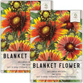 Seed Needs Blanket Flower Seeds for Planting - Heirloom & Open Pollinated Perennial Flowers - Attract Butterflies, Bees & Other Pollinators to a Butterfly Garden (2 Packs)