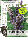 Seed Needs Anise Hyssop Seeds for Planting Agastache foeniculum - Non-GMO Heirloom & Untreated - Grow a Medicinal/Culinary Herb Garden for Tea & Essential Oils (1 Pack)