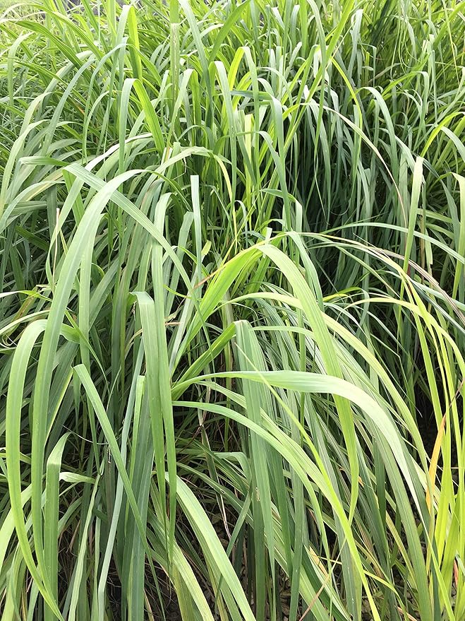 Lemongrass Plant- 3 Seperate in 2.25 Inch Size! Non GMO! Organic! Also Known As Fever Grass, Cymbopogon Citratus/by Daylily Nursery