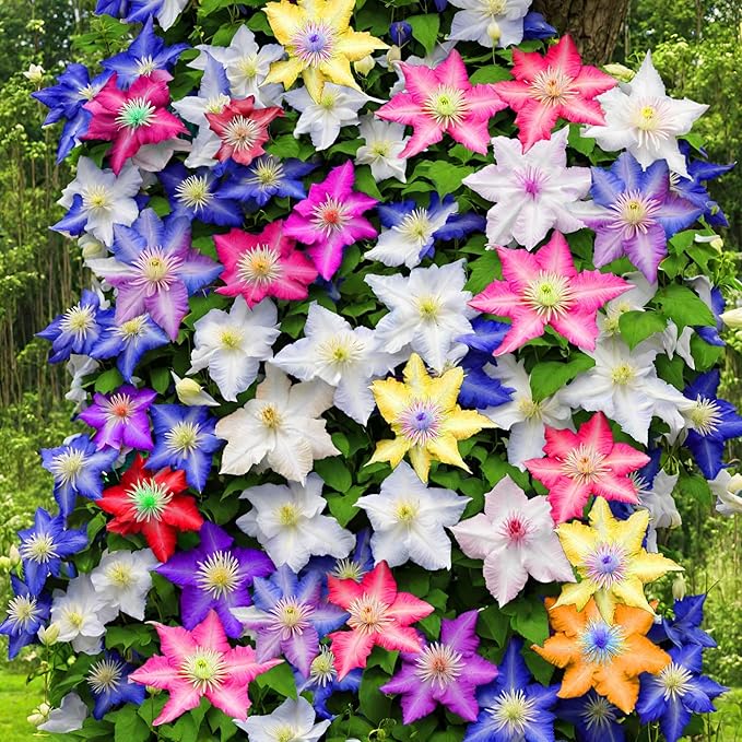 320+ Mixed Color Clematis Vine Plant Seeds, Clematis Seed for Planting Large Blooms Perennial Vine Clematis Flower Seeds, Easy to Growing