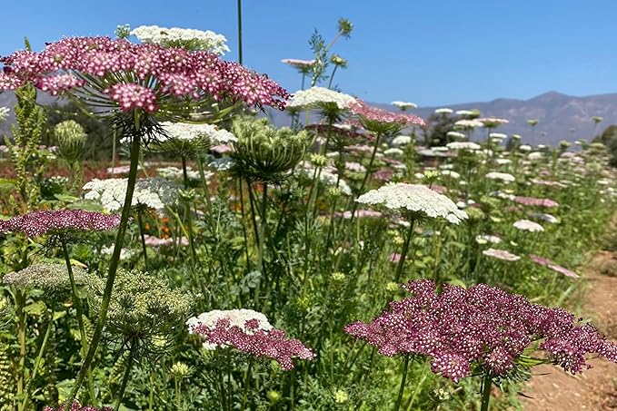 Plant Good Seed Organic Dara Queen Anne's Lace Flower Seeds for Planting: Heirloom Ammi, Red, Pink and White Blossoms - 200 Seed Packet