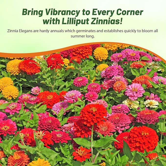Outsidepride Zinnia Seeds - 1000 Pcs Annual Blend of Hardy Compact Mixed Color Ball-Shaped Blooms for Planting in Outdoor Containers, Borders, Flower Beds, Cutting Gardens & Pollinator-Friendly Spaces