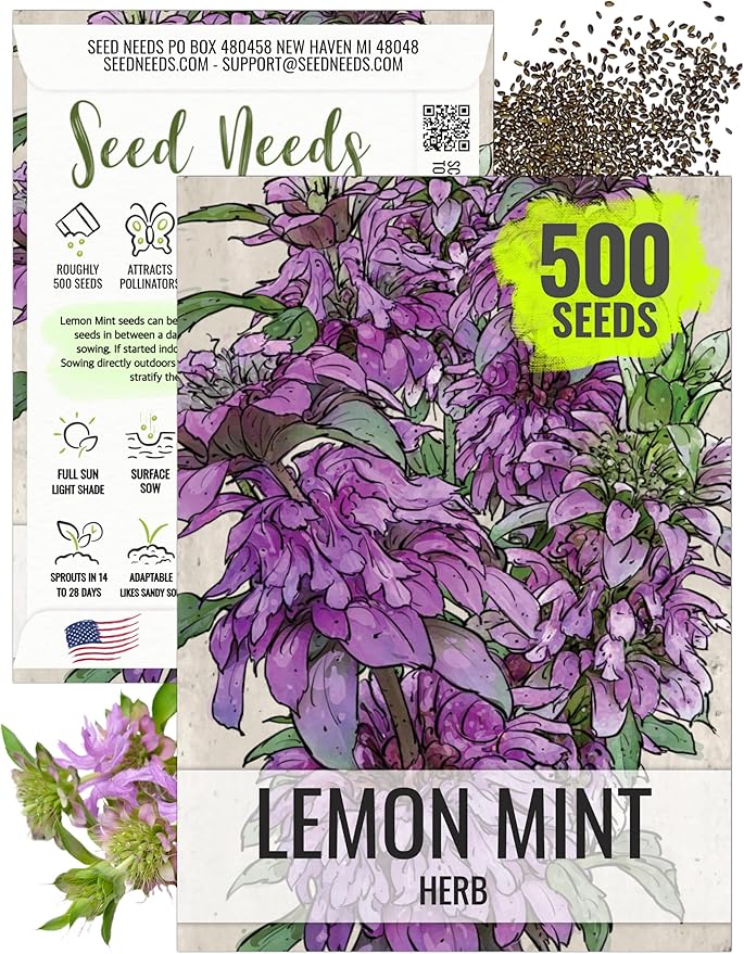 Seed Needs Lemon Mint Seeds for Planting Monarda citriodora Herbs - Grow a Non-GMO Heirloom & Untreated Medicinal Herb Garden Indoors or Outdoors - Popular in Herbal Tea (1 Pack)