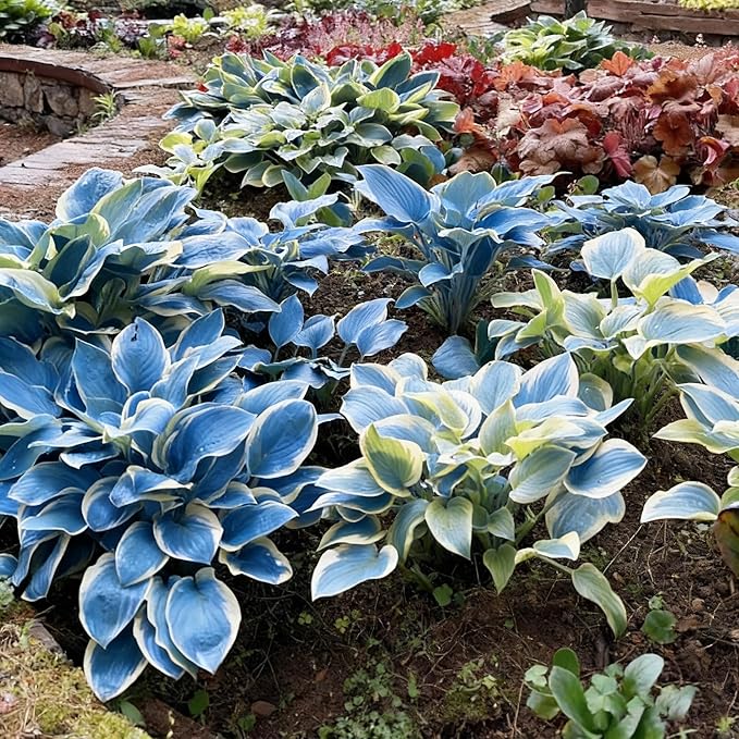 Hosta Seeds for Planting, 299+ Mixed Hosta Seeds, Perennial Flower Palnts, Non-GMO Heirloom Hosta Flower Seed for Home Garden Outdoor