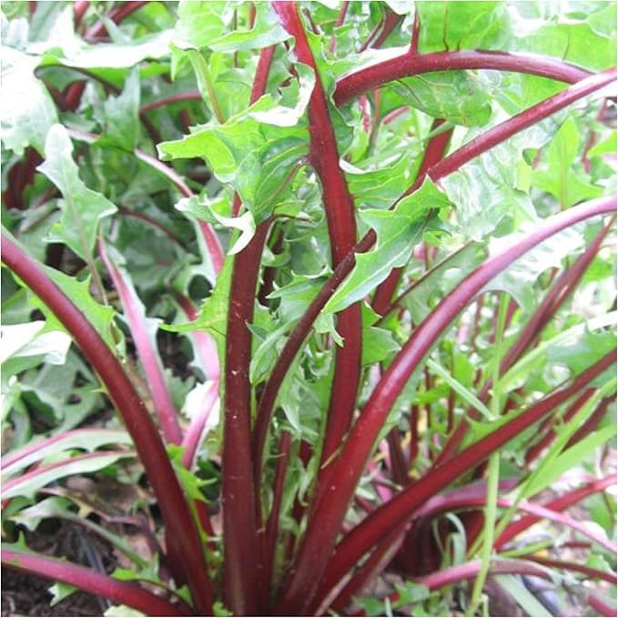 Seed Needs Garnet Stem Dandelion Seeds for Planting - Non-GMO, Heirloom & Untreated Edible Herbs - Grow Your own Food for Tortoises, Rabbits & Bearded Dragons (2 Packs)