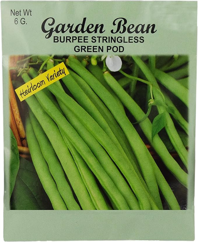 Set of 50 Garden Bean- Burpee Stringless Green Pod Vegetable Seed Packs - 100% GMO Free - Heirloom - Black Duck Brand (50, Garden Bean- Burpee Stringless Green Pod)
