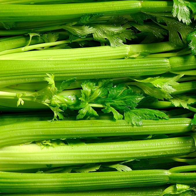 Organic Utah Tall Celery Seeds - USDA Organic, Non-GMO, Open Pollinated, Heirloom, USA Origin (5 Packets - 1.25 Grams - Approx 2500 Seeds)