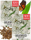 Seed Needs Milkweed Seeds for Planting White Asclepias incarnata - Heirloom & Open Pollinated Wildflower Seed to Plant Perennial Flowers in a Butterfly Garden (2 Packs)