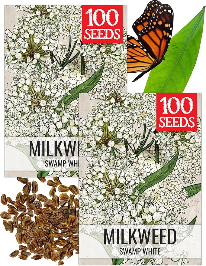 Seed Needs Milkweed Seeds for Planting White Asclepias incarnata - Heirloom & Open Pollinated Wildflower Seed to Plant Perennial Flowers in a Butterfly Garden (2 Packs)