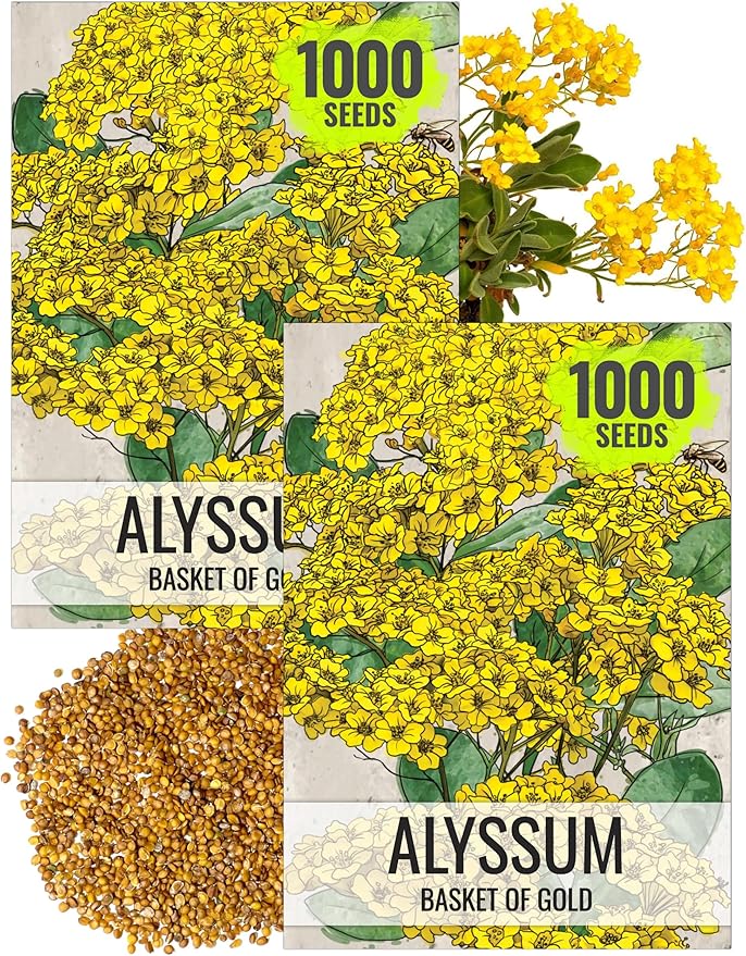 Seed Needs Alyssum Seeds for Planting Basket of Gold - Heirloom Annual Flowers to Attract Pollinators Butterflies & Bees to Outdoor Rock Gardens, Pots, Containers & Window Boxes (2 Packs)