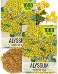 Seed Needs Alyssum Seeds for Planting Basket of Gold - Heirloom Annual Flowers to Attract Pollinators Butterflies & Bees to Outdoor Rock Gardens, Pots, Containers & Window Boxes (2 Packs)