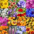 Western U.S. Regional Wildflower Seed Mix, 1 lb Covers 3,200 sq ft, Multi-Color Blooms, Spring and Fall Planting (1/4 Pound)