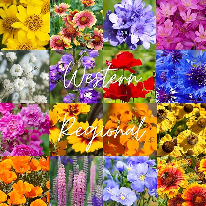 Western U.S. Regional Wildflower Seed Mix, 1 lb Covers 3,200 sq ft, Multi-Color Blooms, Spring and Fall Planting (1/4 Pound)