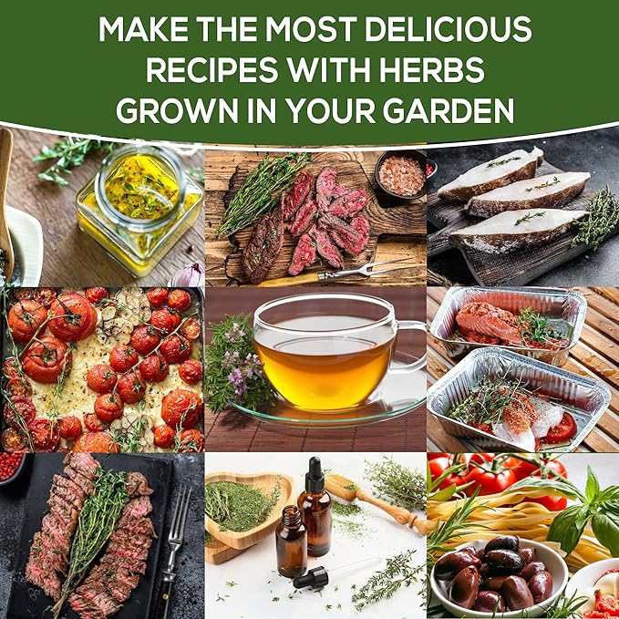 Thyme Seeds for Planting Home Garden Herbs - Non-GMO, Heirloom, Untreated, and USA Grown Variety - Individual Pack of 200+ Heirloom Seeds, Suitable for Outdoors, Indoors, and Hydroponics