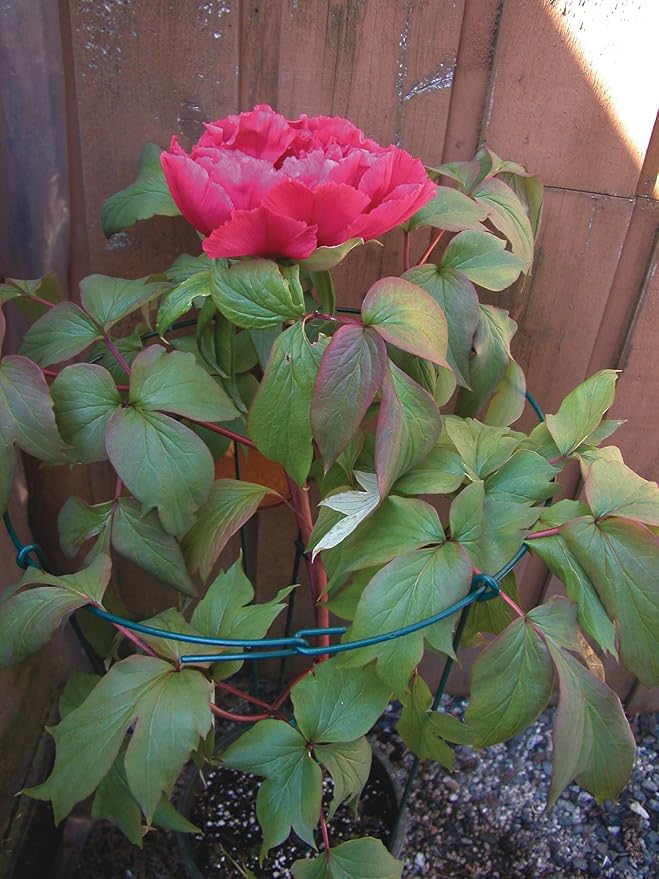 Luster Leaf 977 Medium Single Peony Flower Support