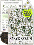 Seed Needs White Baby's Breath Seeds for Planting - Heirloom & Open Pollinated Annual Flowers - Perfect for a Butterfly Garden, Bouquets & Floral Arrangements (1 Pack)