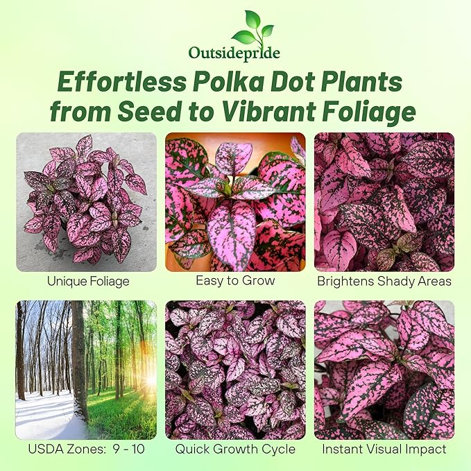 Outsidepride Splash Select Rose Hypoestes Seed for Planting - 50 Pcs Perennial Polka Dot Plant Seeds w/Variegated Foliage for Containers, Hanging Baskets, Small Gardens, Both Indoors & Outdoors