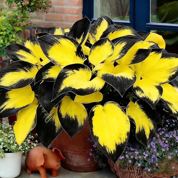 Hosta Seeds for Planting, 200+pcs Rare Perennial Hosta Flower Seeds, Non-GMO Heirloom Long Blooming Plants Shaded Entry Pathway Flowers for Garden Outdoors