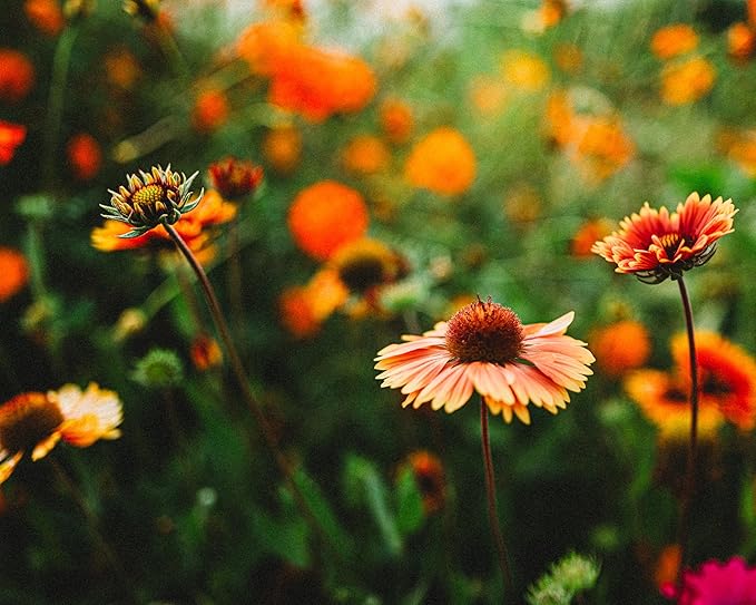 Blanket Flower Perennial Wildflower - 100 Seeds - Drought Tolerant Wildflower, Pollinator-Friendly, Perennial Flower Seeds for Planting Outdoors in The Home Garden, Thresh Seed Company
