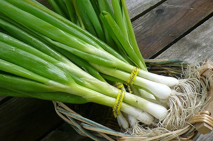 CEMEHA SEEDS - Seeds Green Welsh Onion Bunching Non GMO Vegetable for Planting