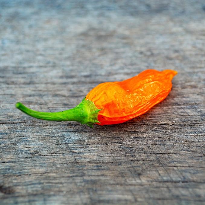 Aji Amarillo Peruvian Chile Pepper - 25 Seeds - Heirloom & Open-Pollinated Variety, USA-Grown Chili Seeds, Non-GMO Vegetable Seeds for Planting Outdoors in The Home Garden, Thresh Seed Company
