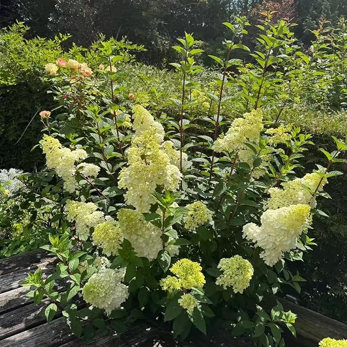 50 Pink and White Hydrangea Seeds – Cone Bloom Variety for Garden Borders and Landscape Beauty